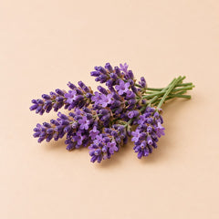 Lavender Oil