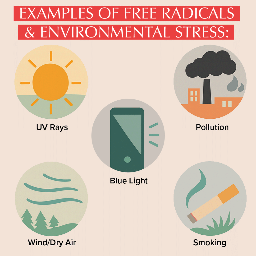 graphic icons depicting examples of free radicals and environmental stress. UV Rays, Blue LIght, Pollution, WInd/Dry Air and Smoking
